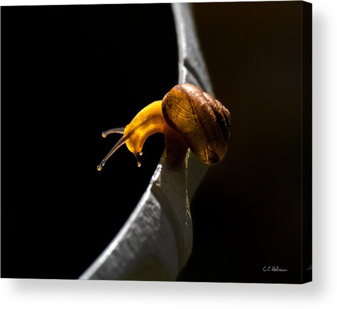 Insect Acrylic Print featuring the photograph It's Dark Down There by Christopher Holmes