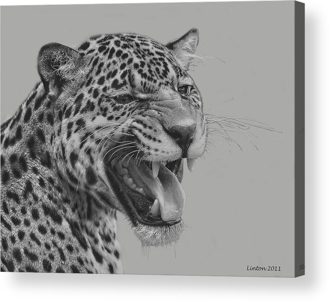 Jaguar Acrylic Print featuring the digital art Jaguar Portrait by Larry Linton