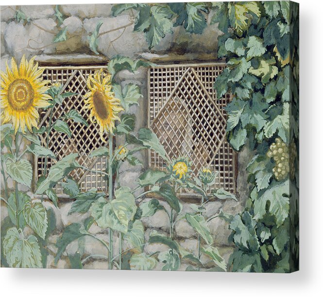 Jesus Looking Through A Lattice With Sunflowers Acrylic Print featuring the painting Jesus Looking through a Lattice with Sunflowers by Tissot