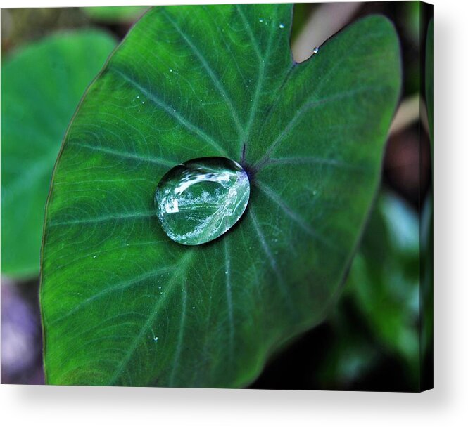 Rain Drop Acrylic Print featuring the photograph Jewel on Kalo Leaf from the Rain by Heidi Fickinger