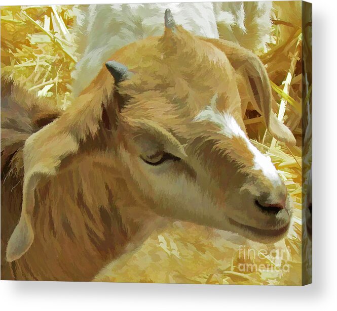 Animal Acrylic Print featuring the photograph Just a Kid by Joyce Creswell