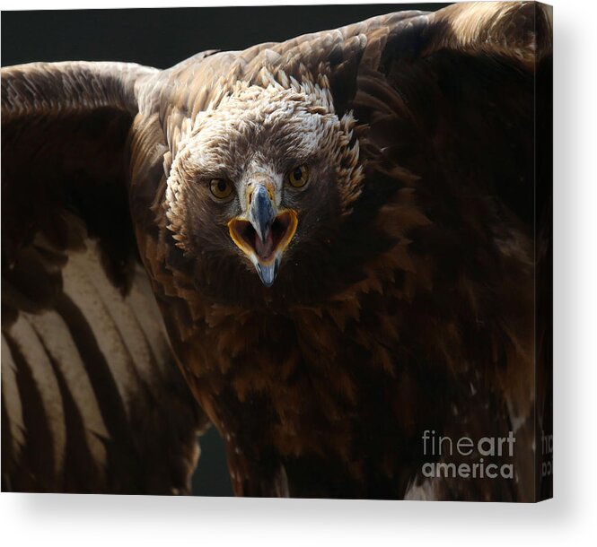 Bald Eagle Acrylic Print featuring the photograph Just try me by Heather King