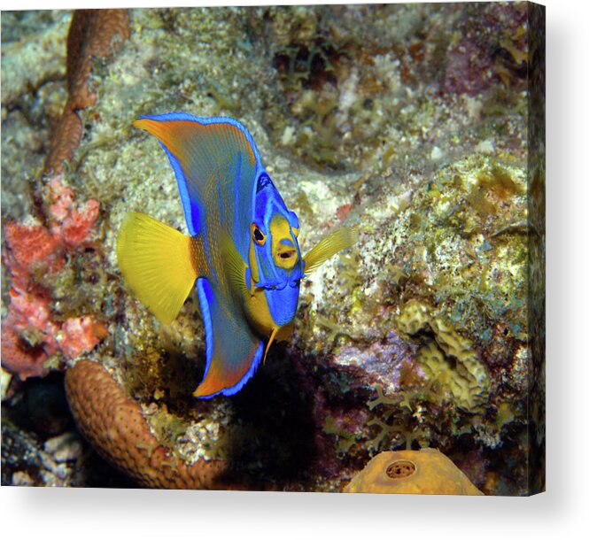 Juvenile Queen Angelfish Acrylic Print featuring the photograph Juvenile Queen Angelfish, U. S. Virgin Islands by Pauline Walsh Jacobson