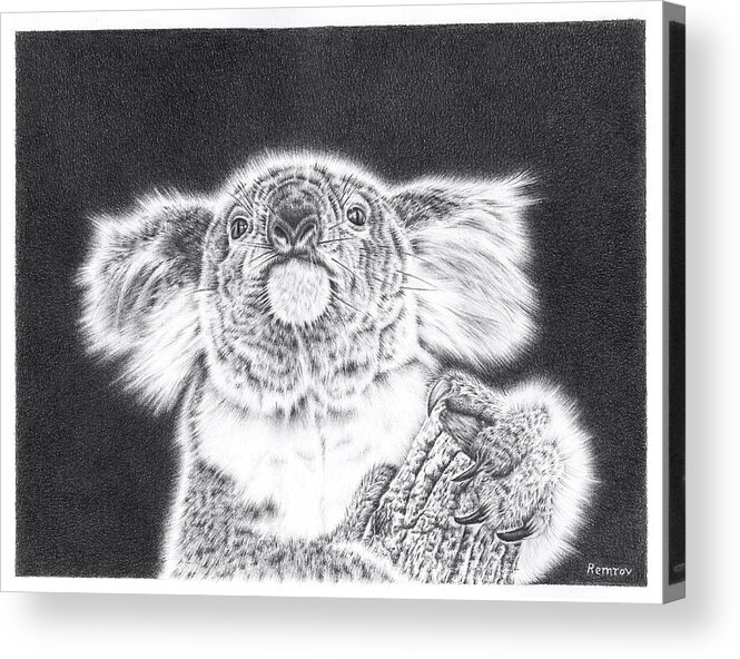 Koala Acrylic Print featuring the drawing King Koala by Casey 'Remrov' Vormer