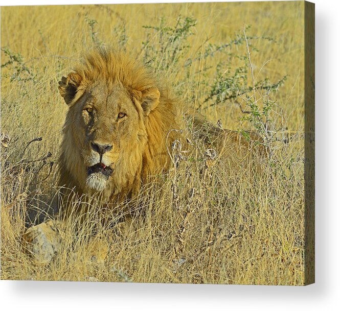 Lion Acrylic Print featuring the photograph King Of Beasts by Tony Beck