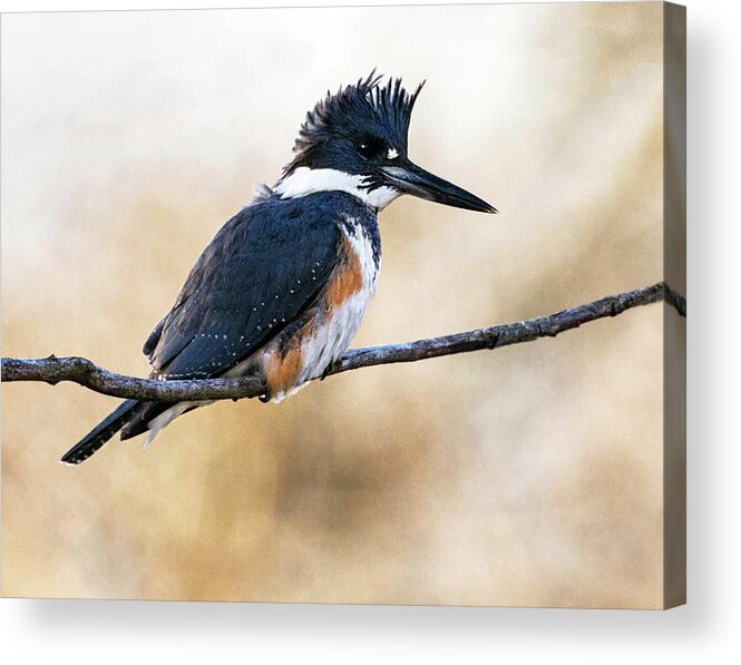 Bird Acrylic Print featuring the photograph Kingfisher Listens by Art Cole
