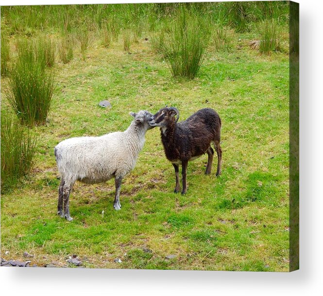 Irish Sheep Acrylic Print featuring the photograph Kissing sheep by Sue Morris