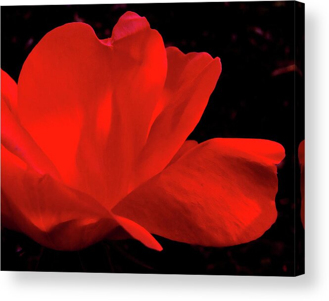 Rose Acrylic Print featuring the photograph Knockout by Peggy Urban