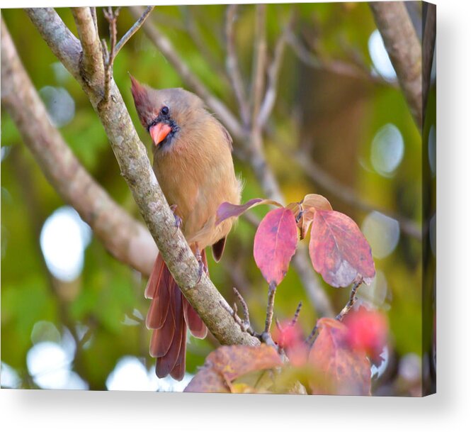 Female Cardinal Acrylic Print featuring the photograph Lady in the Dogwood by Kerri Farley