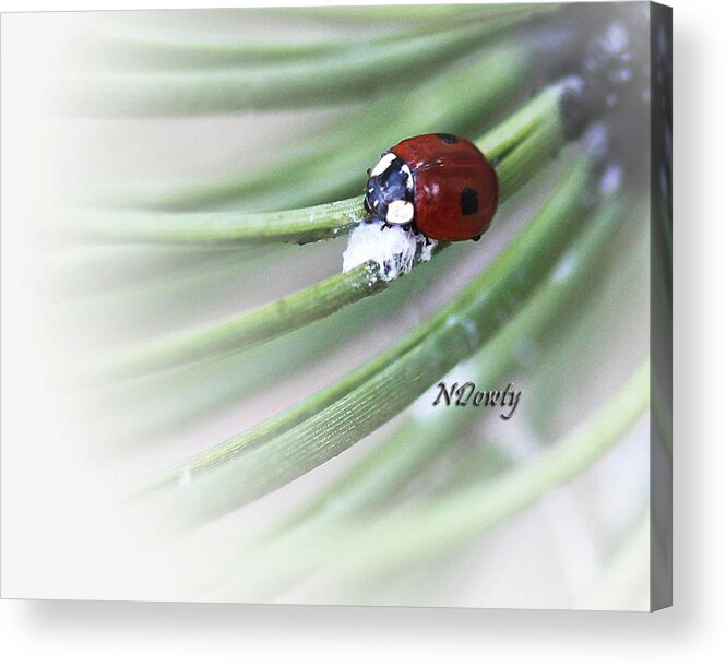 Ladybug On Pine Acrylic Print featuring the photograph Ladybug on Pine by Natalie Dowty