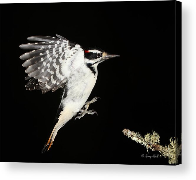 Nature Acrylic Print featuring the photograph Last Call by Gerry Sibell