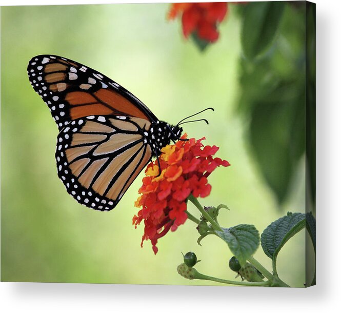  Monarch Butterfly Acrylic Print featuring the photograph Silent Serenity by Doris Potter