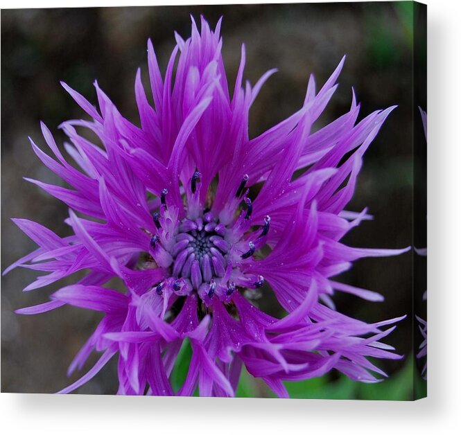 Lavender And Blue Flower Acrylic Print featuring the photograph Lavender and Blue by Marilynne Bull