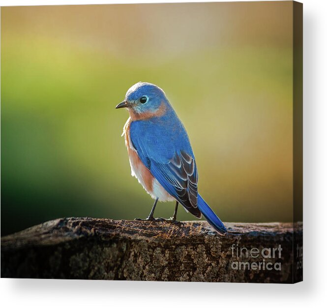 Sialia Mexicana Acrylic Print featuring the photograph Lenore's Bluebird by Robert Frederick