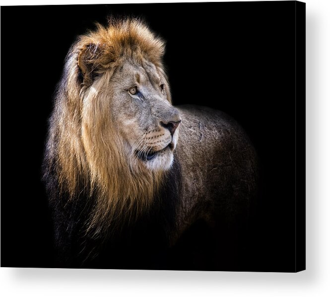 Crystal Yingling Acrylic Print featuring the photograph Leo by Ghostwinds Photography