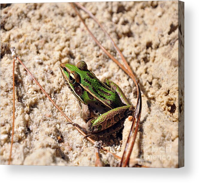 Leopard Frog Acrylic Print featuring the photograph Lime-like by Al Powell Photography USA