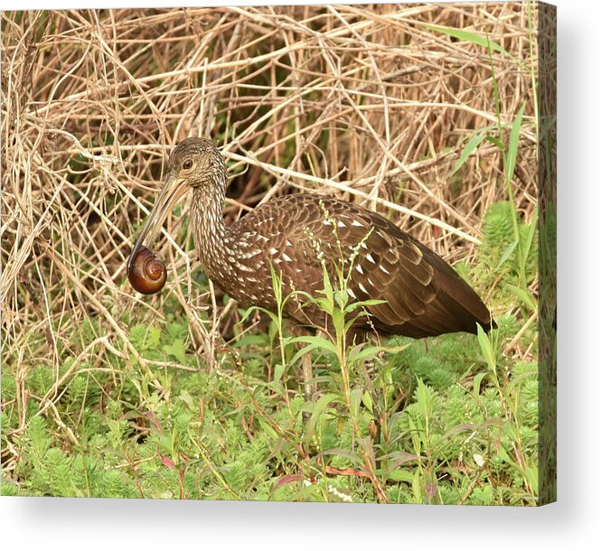 Limpkin Acrylic Print featuring the photograph Limpkin Eating an Apple Snail by Artful Imagery