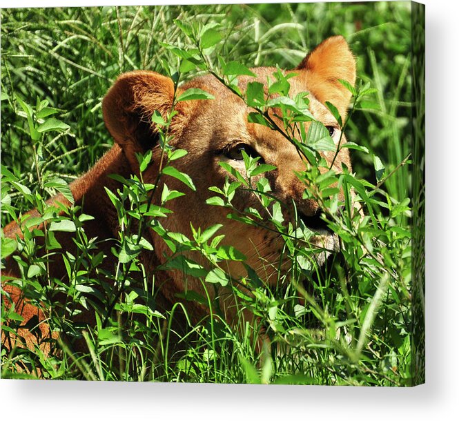 Lion Acrylic Print featuring the photograph Lioness in the grass by Susan Cliett
