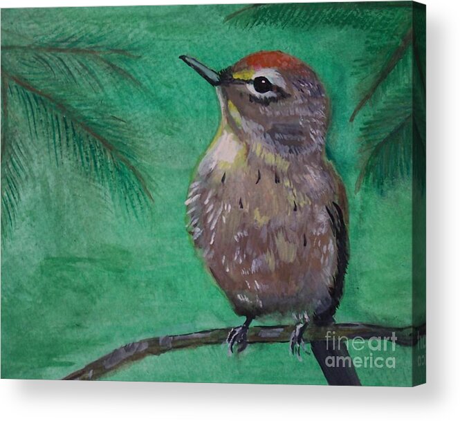 Bird Acrylic Print featuring the painting Little Warbler by Leslie Allen