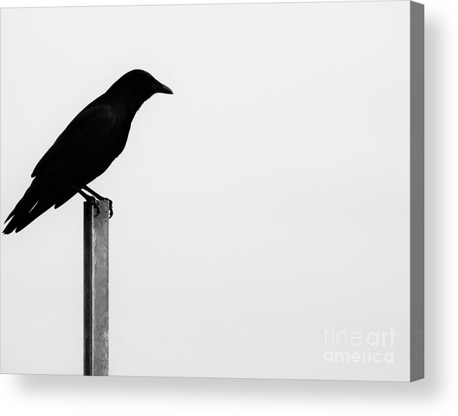 Bird Acrylic Print featuring the photograph Lone Bird by Jan Gelders