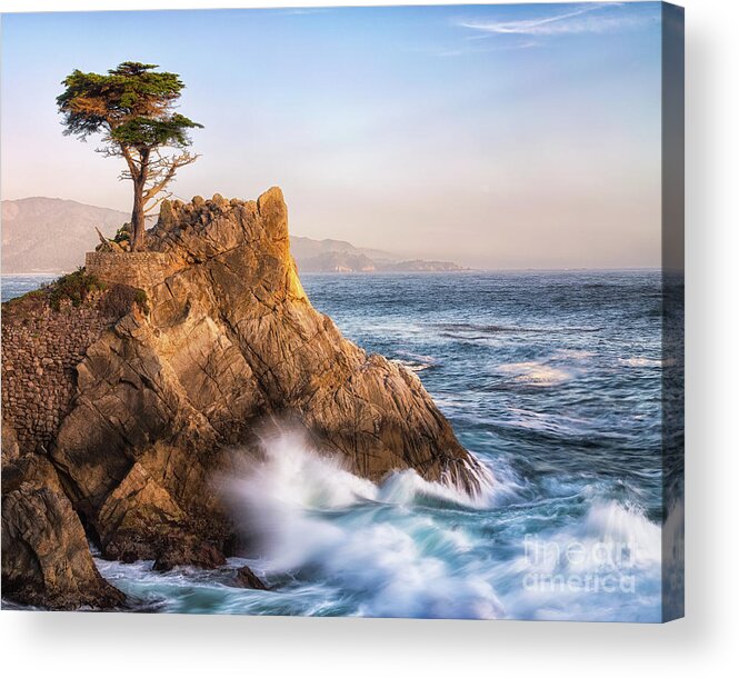 Lone Cypress Acrylic Print featuring the photograph Lone Cypress by Anthony Michael Bonafede