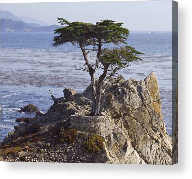 California Acrylic Print featuring the photograph Lone Cypress by Elvira Butler