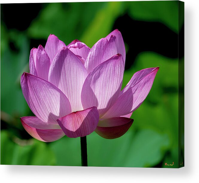 Lotus Acrylic Print featuring the photograph Lotus Beauty--Buxom Beauty ii DL0090 by Gerry Gantt