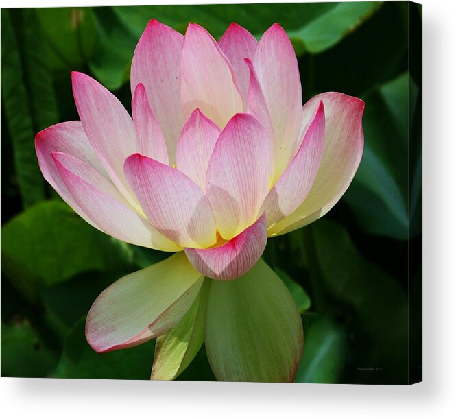 Kenilworth Aquatic Gardens Acrylic Print featuring the photograph Lotus Blossom by Suzanne Stout