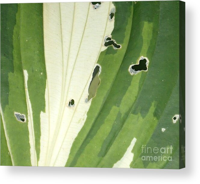 Plant Acrylic Print featuring the photograph Love Is Everywhere by Christina Verdgeline