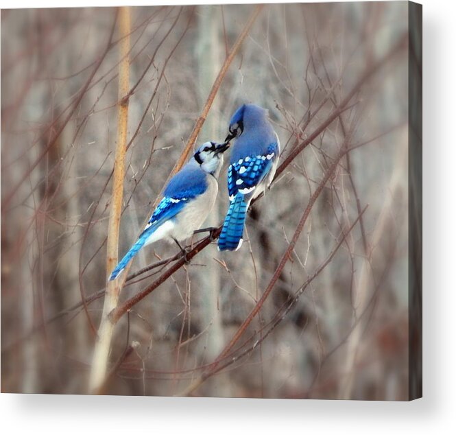 Love Me Tender Acrylic Print featuring the photograph Love me tender by Karen Cook