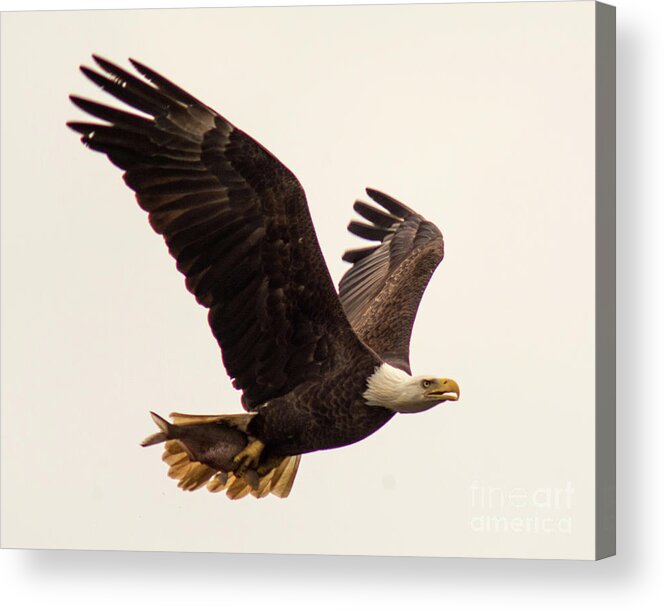 Bald Eagle Acrylic Print featuring the photograph Lunch to Go by Jane Axman