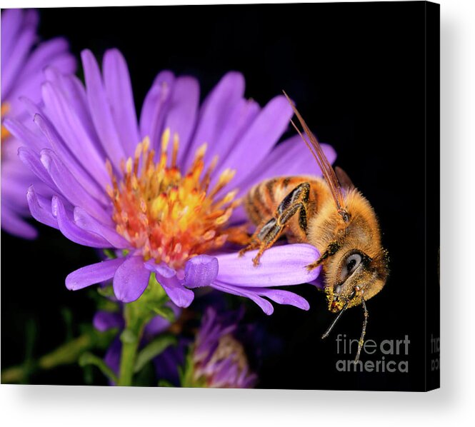 Terry Elniski Photography Acrylic Print featuring the photograph Macro Photography - Bees - 18 by Terry Elniski