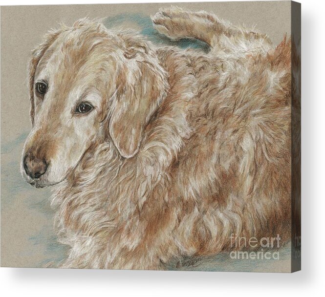Dog Acrylic Print featuring the drawing Maddie by Meagan Visser