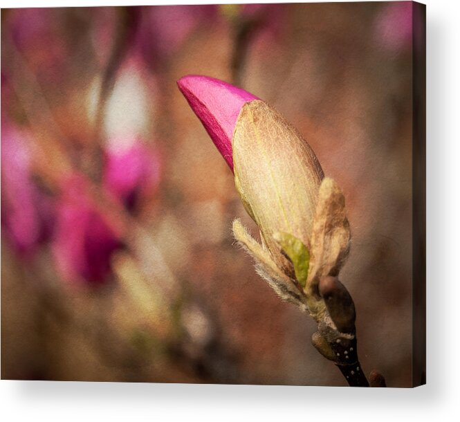 Magnolia Acrylic Print featuring the photograph Magnolia Bud Artified by David Coblitz