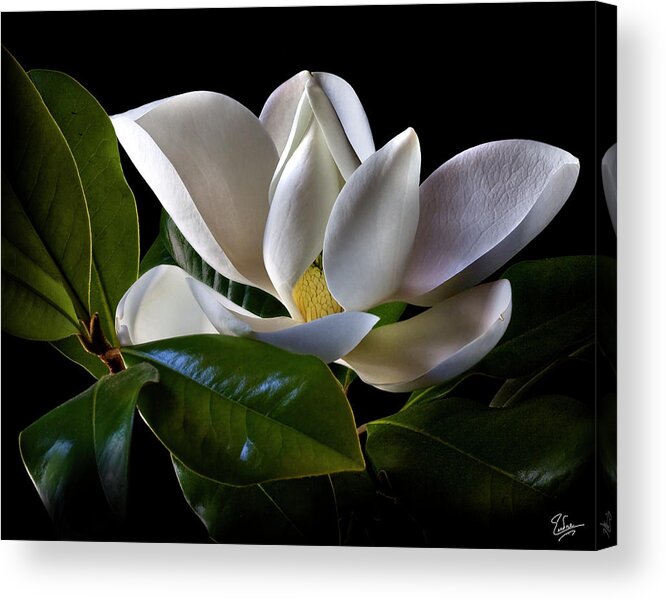 Flower Acrylic Print featuring the photograph Magnolia by Endre Balogh