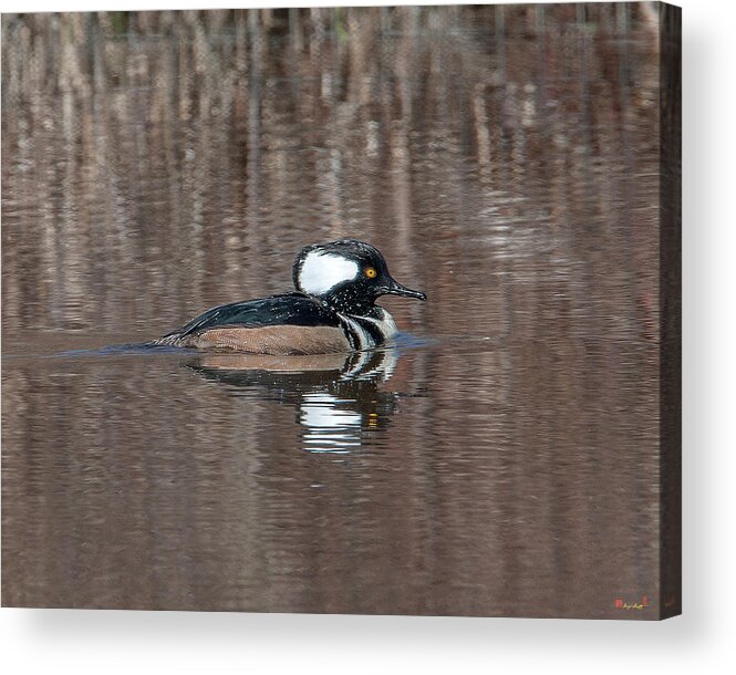 Nature Acrylic Print featuring the photograph Male Hooded Merganser DWF0161 by Gerry Gantt