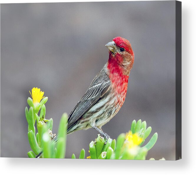 Bird Acrylic Print featuring the photograph Male House Finch by Tam Ryan