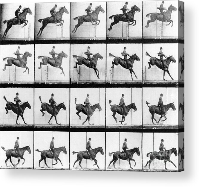 Muybridge Acrylic Print featuring the photograph Man and Horse jumping by Eadweard Muybridge