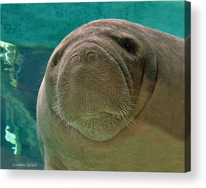 Manatee Acrylic Print featuring the photograph Manatee by Larry Linton
