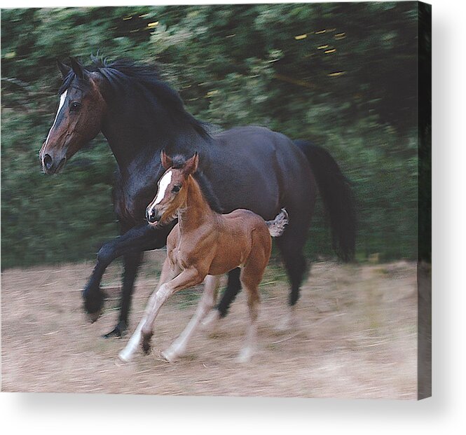 Horse Acrylic Print featuring the photograph Mare and Foal by E Colin Williams ARCA
