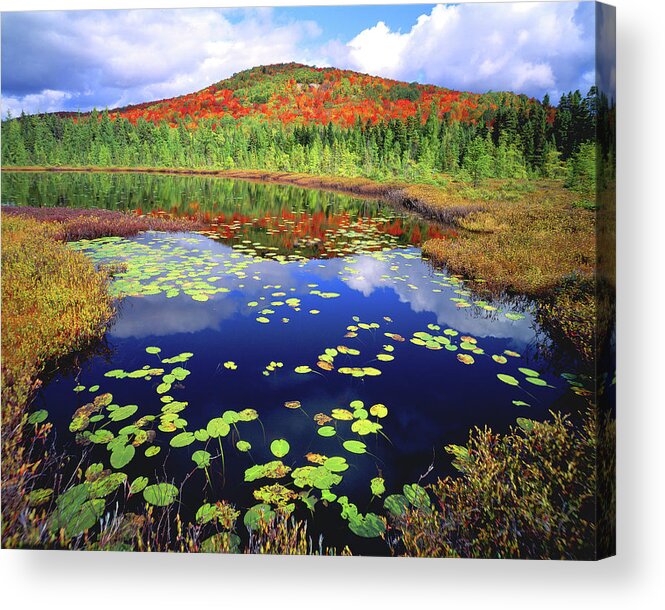 New York Acrylic Print featuring the photograph Marsh Pond by Frank Houck