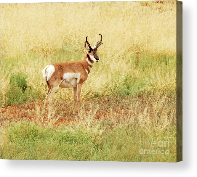 Antelope Acrylic Print featuring the photograph Meadow Pronghorn by Dennis Hammer