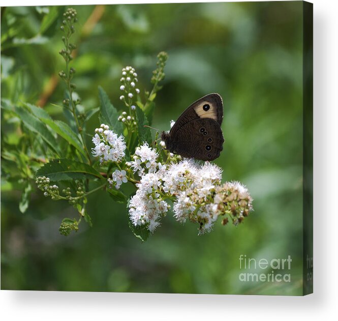 Butterfly Acrylic Print featuring the photograph Meadowsweet Wood Nymph by Randy Bodkins