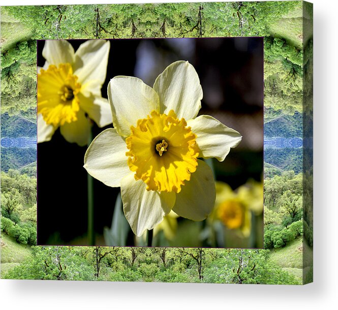 Nature Photos Acrylic Print featuring the photograph Mendocino Daffodils by Bell And Todd