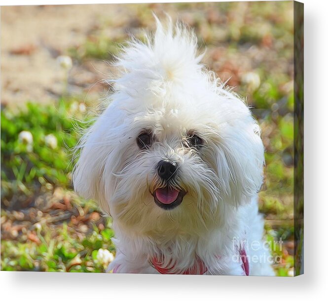 Lap Dogs-puppy-playful-affectionate-animal Acrylic Print featuring the photograph Momma's Baby by Scott Cameron