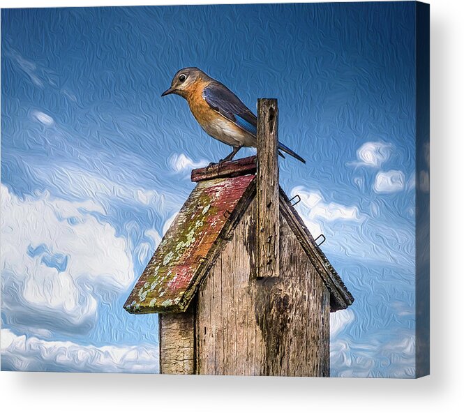 Eastern Bluebird Acrylic Print featuring the photograph Mommy Time Out by Cynthia Wolfe