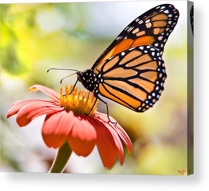 Butterfly Acrylic Print featuring the photograph Monarch Butterfly by Chris Lord