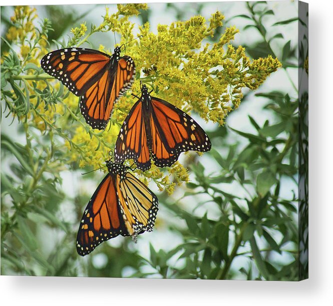 Monarch Butterfly Acrylic Print featuring the photograph Monarch Butterfly - Trio by Nikolyn McDonald