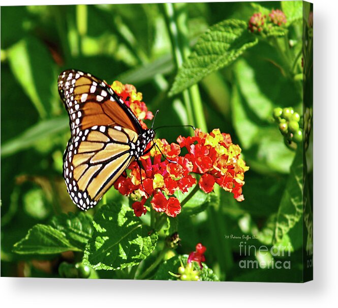 Butterfly Photography Acrylic Print featuring the photograph Monarch II by Patricia Griffin Brett