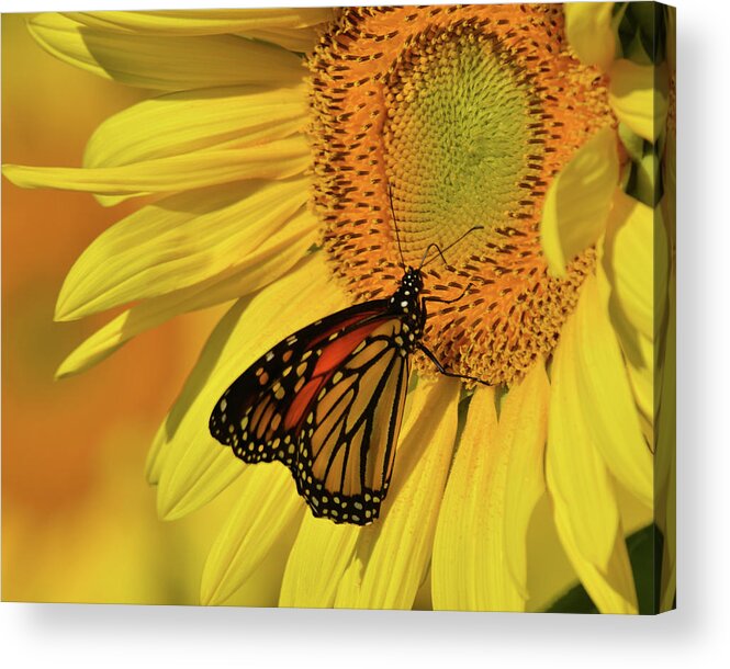 Flower Acrylic Print featuring the photograph Monarch on Sunflower by Ann Bridges
